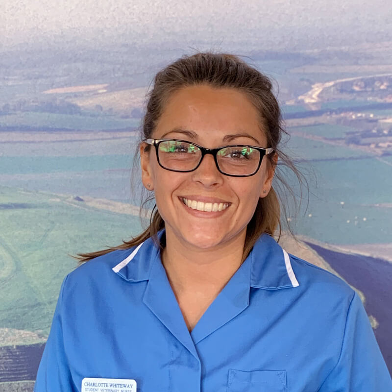 castle-vets-dorchester-weymouth-staff-charlotte-whiteway