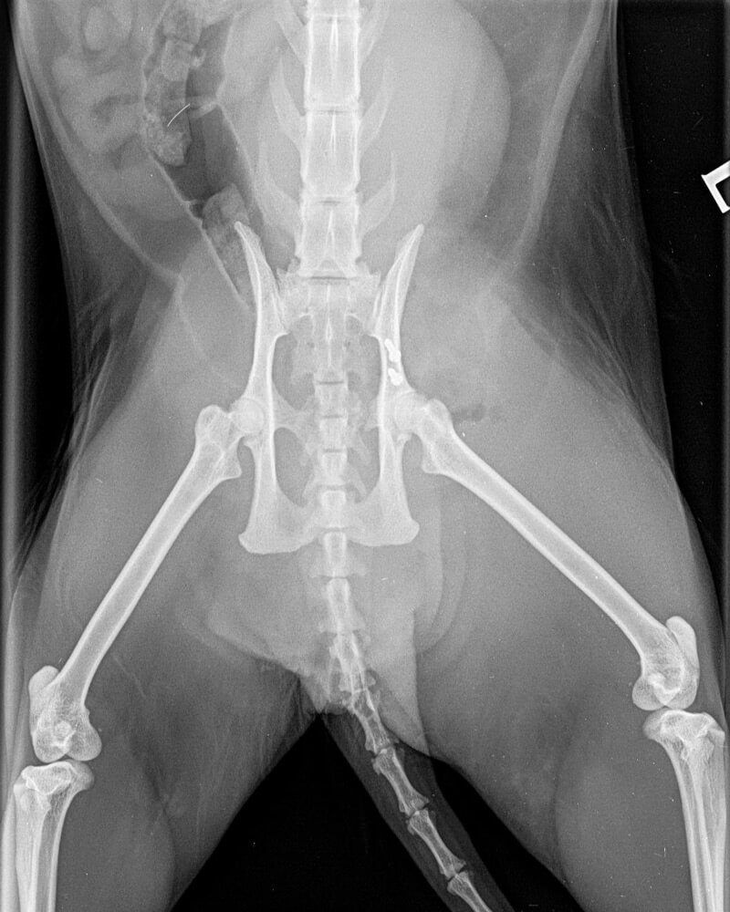 castle-vets-pet-orthopaedic-services-xray-pelvis-after