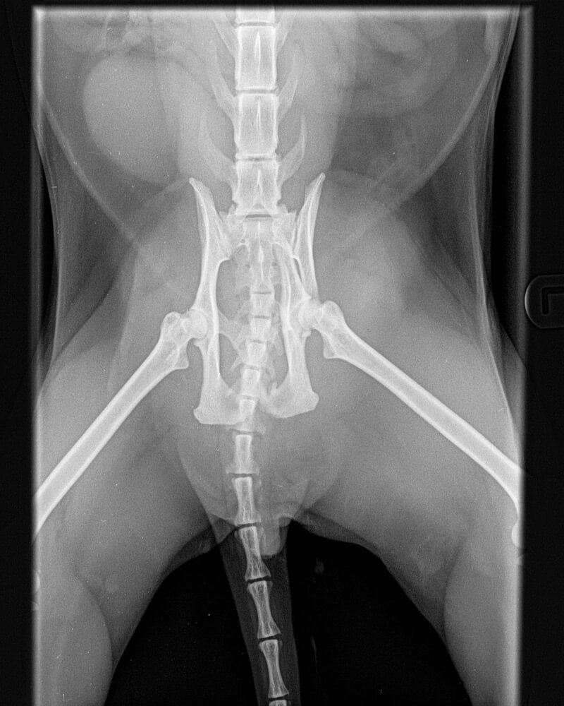 castle-vets-pet-orthopaedic-services-xray-pelvis-before