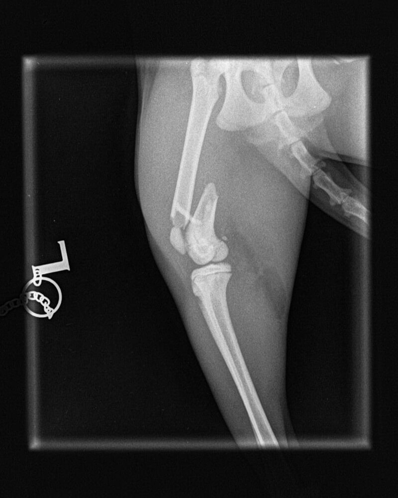 castle-vets-pet-orthopaedic-services-xray-pin-before