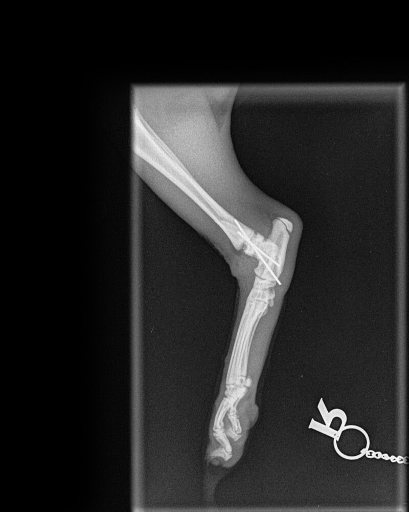 castle-vets-pet-orthopaedic-services-xray-tibia-after3