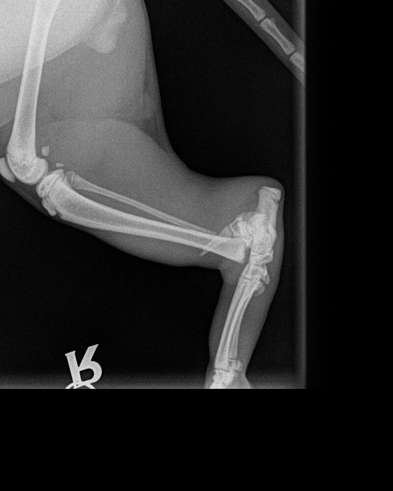 castle-vets-pet-orthopaedic-services-xray-tibia-before3
