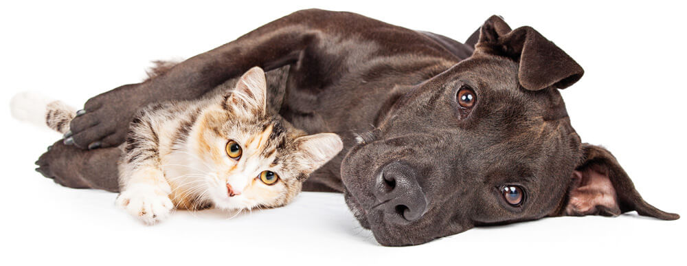 Veterinary Membership Plan for Cats, Dogs and Rabbits | Castle Vets Dorchester & Weymouth