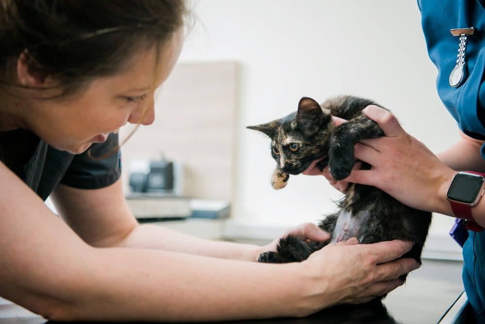 castle-veterinary-group-dorchester-cat-friendly-clinic-1