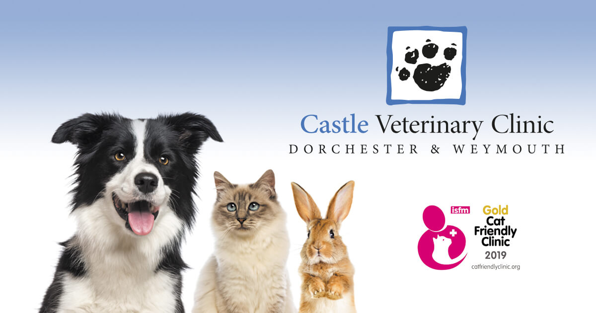Emergency vet best sale uk