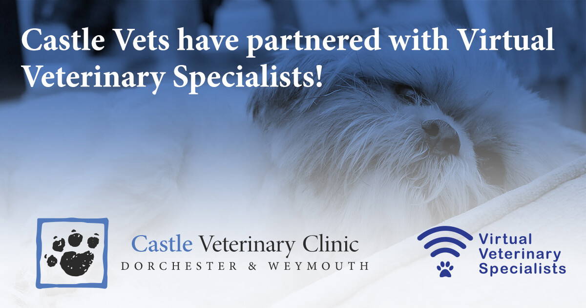 Castle Vets have partnered with Virtual Veterinary Specialists