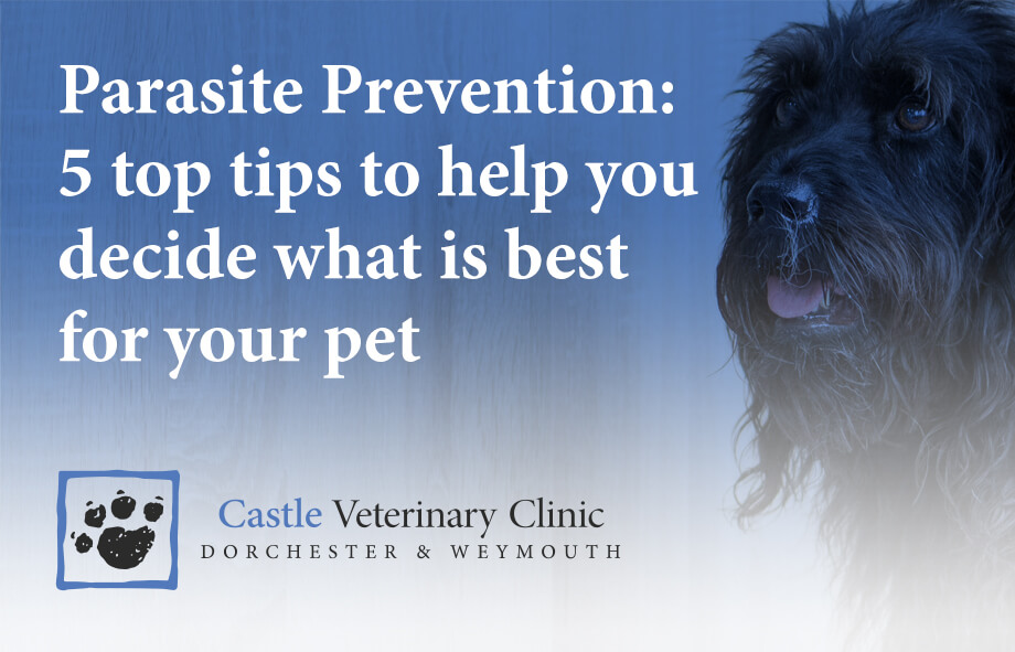 Parasite Prevention for Cats and Dogs - Castle Vets Dorchester