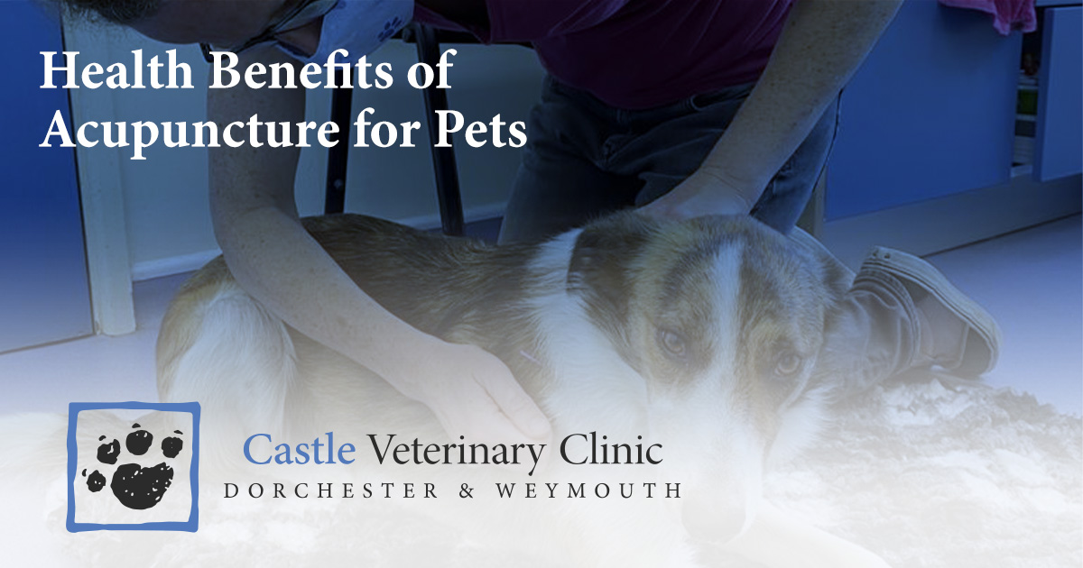 Health Benefits of Veterinary Acupuncture for Dogs, Cats & Rabbits