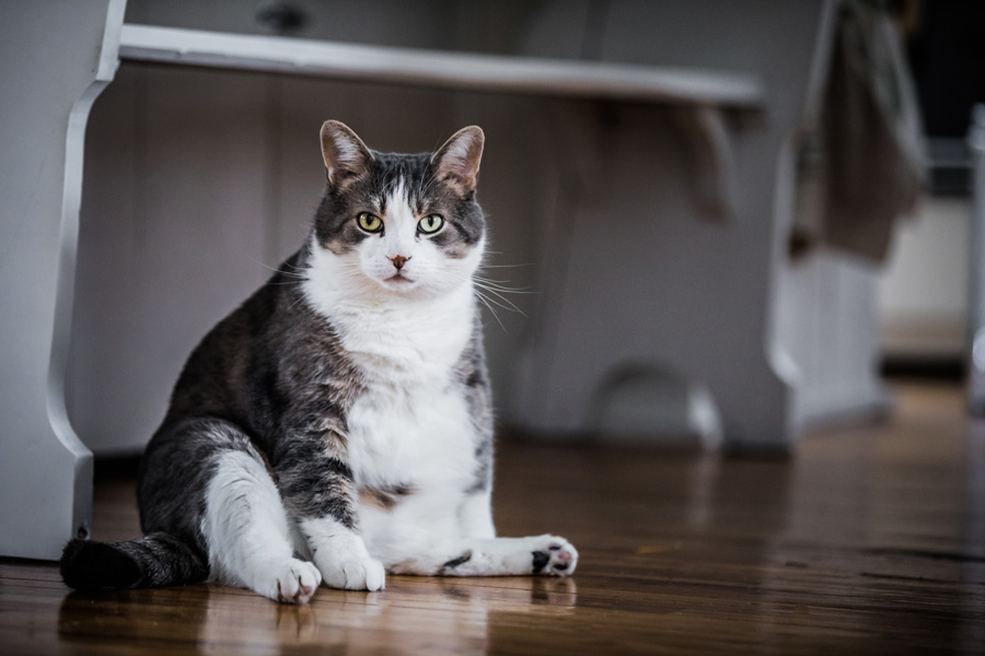 The Growing Trend of Overweight Pets