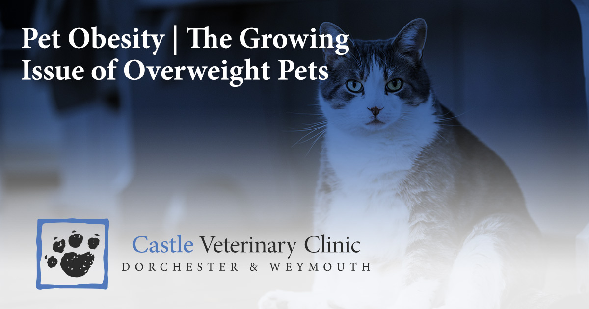 Pet Obesity | The Growing Issue of Overweight Pets