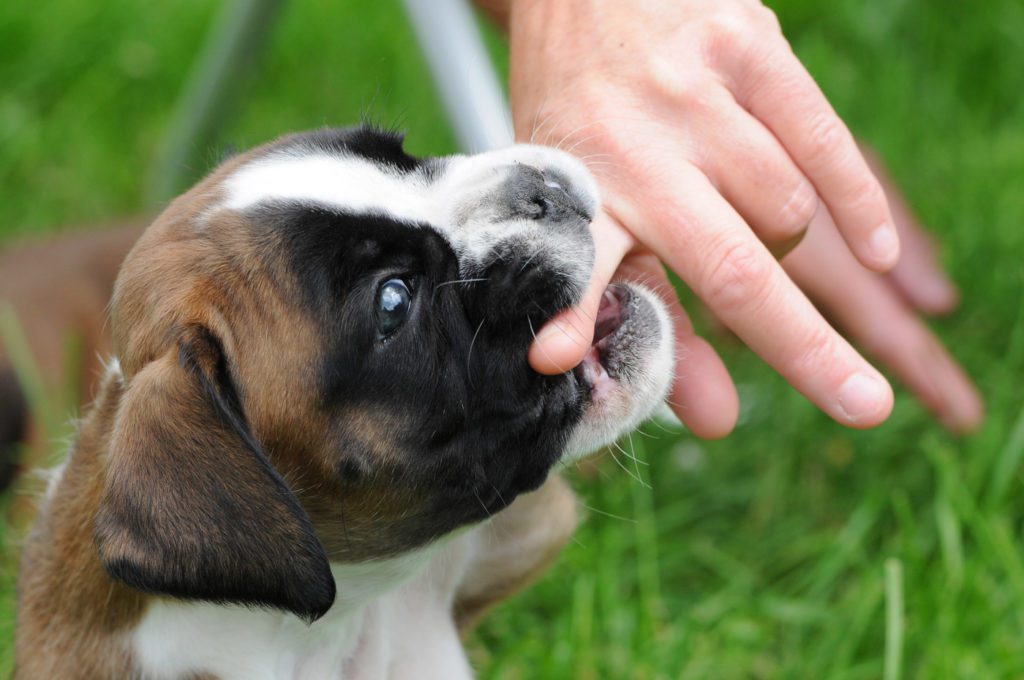 [Изображение: 6-week-puppy-training-course-in-dorchest...24x680.jpg]