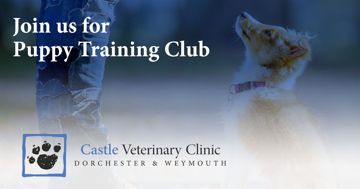 Puppy sales training courses