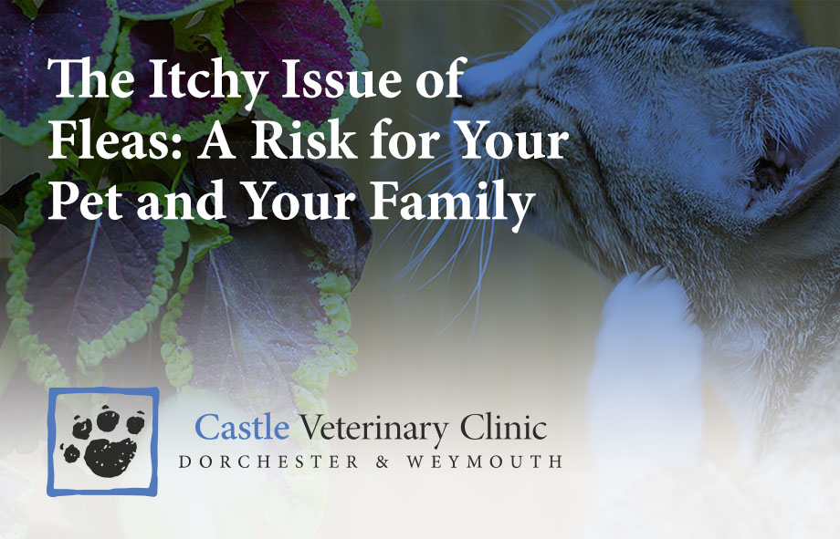 The Itchy Issue of Fleas: A Risk for Your Pet and Your Family