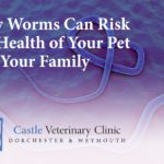 How worms can risk the health of your pet