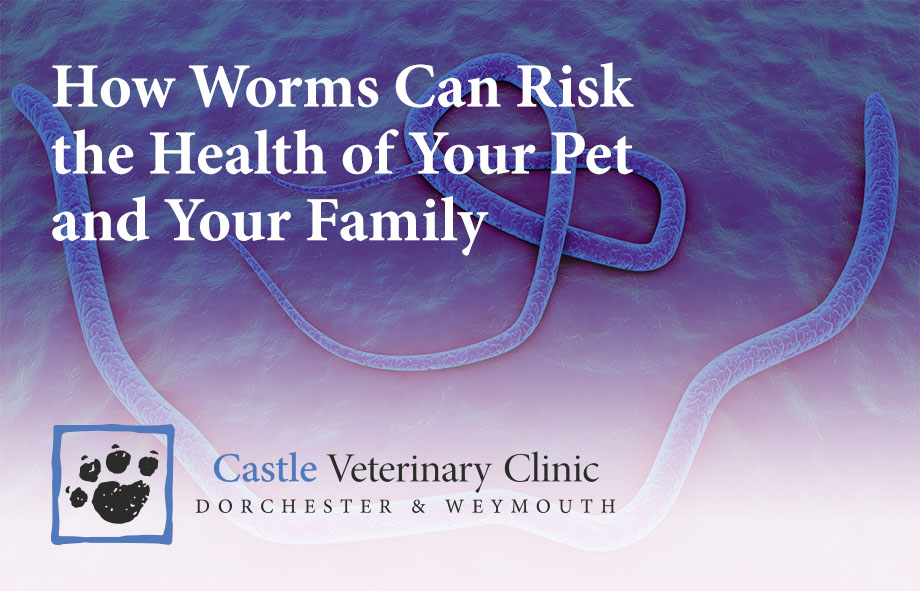 How worms can risk the health of your pet