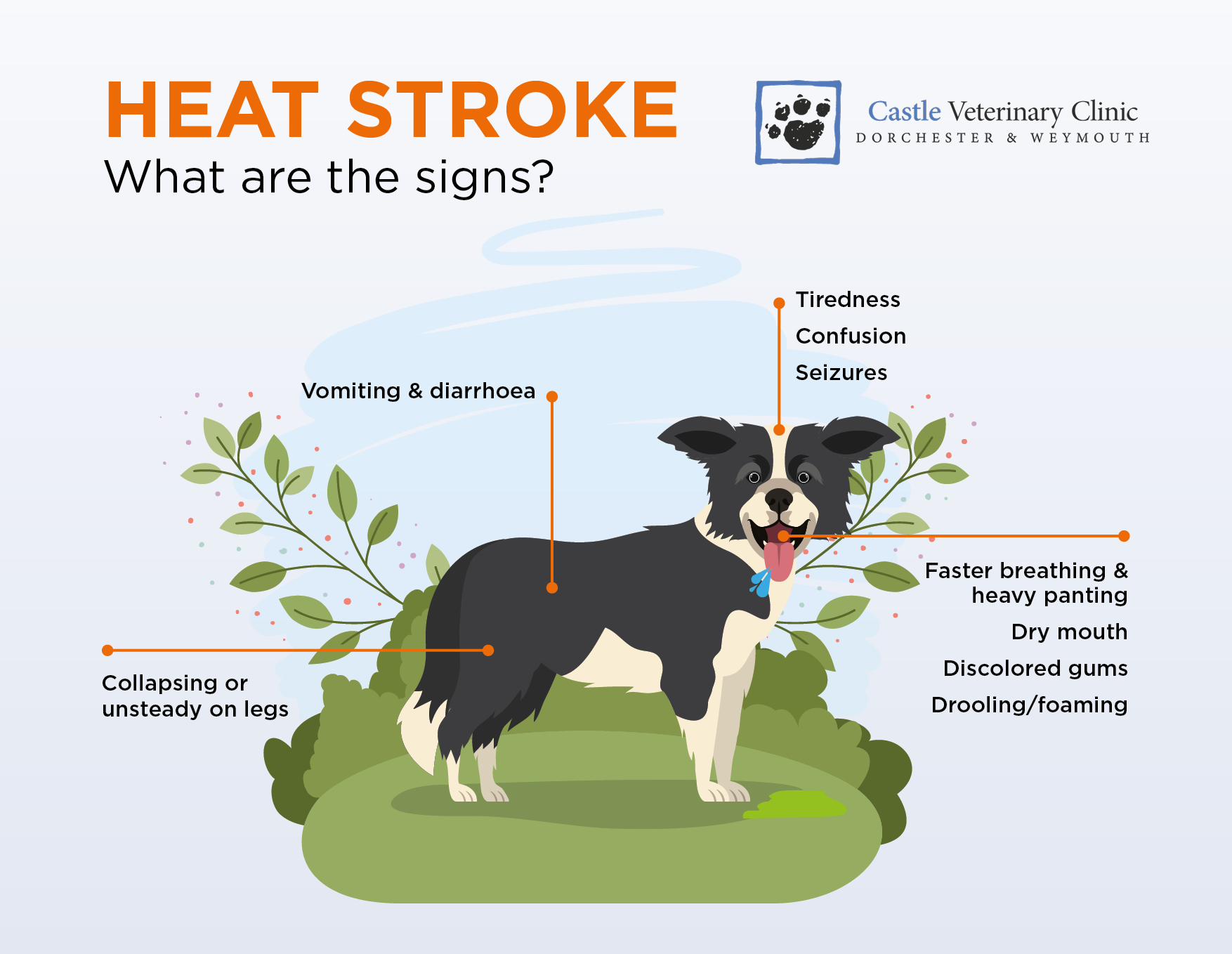 Heatstroke In Dogs Infographic of Symptoms