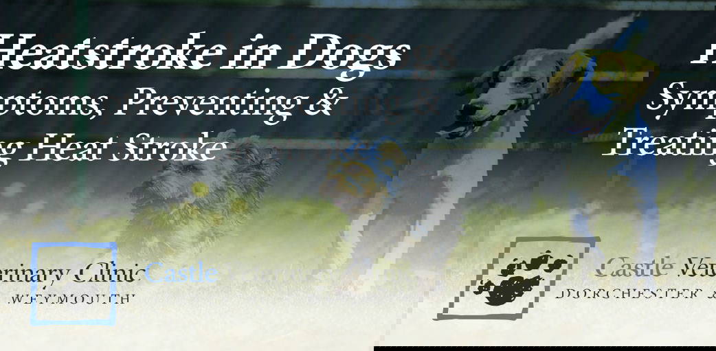 Is Heat Good For Dog Arthritis