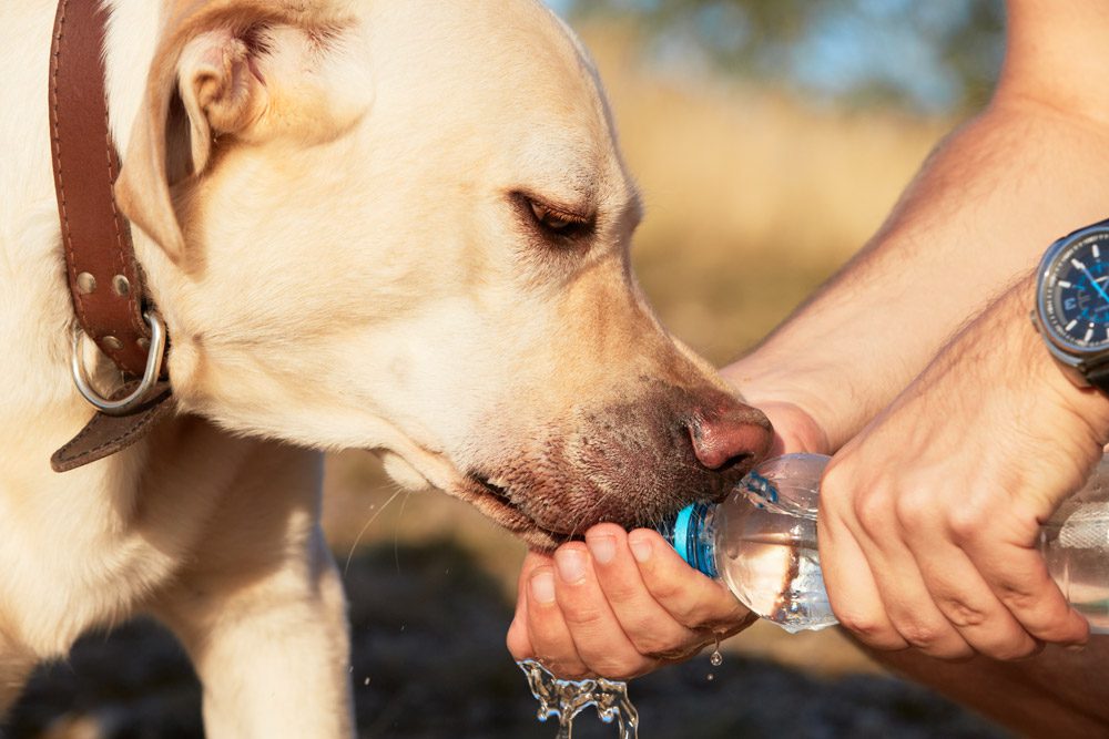 what happens after dog has stroke