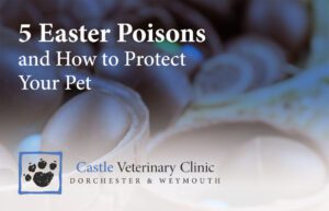 5 Easter Poisons and How to Protect Your Pet | Castle Vets Dorchester