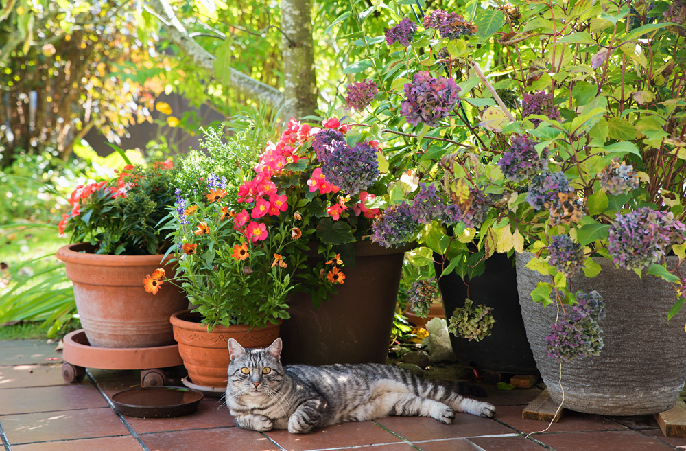 Summer Garden Safety for Pets - Avoiding Toxic Plants & Hazards