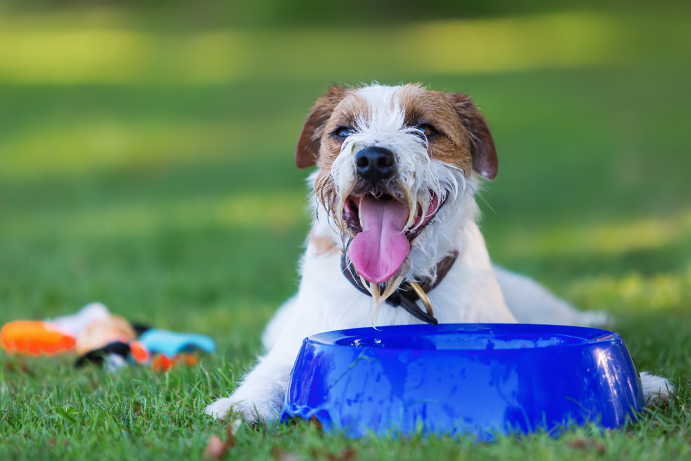 Summer Garden Safety for Pets - Avoiding Toxic Plants & Hazards