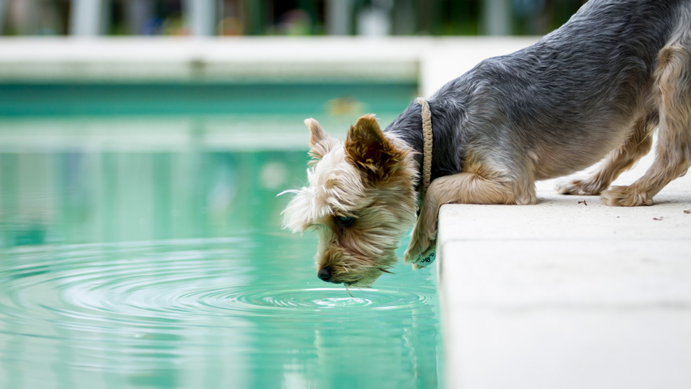 Summer Garden Safety for Pets - Avoiding Toxic Plants & Hazards