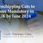 Microchipping Cats