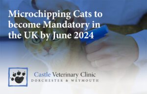 Microchipping Cats