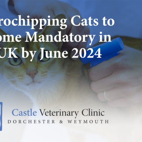 Microchipping Cats to Mandatory in the UK by June 2024 Castle