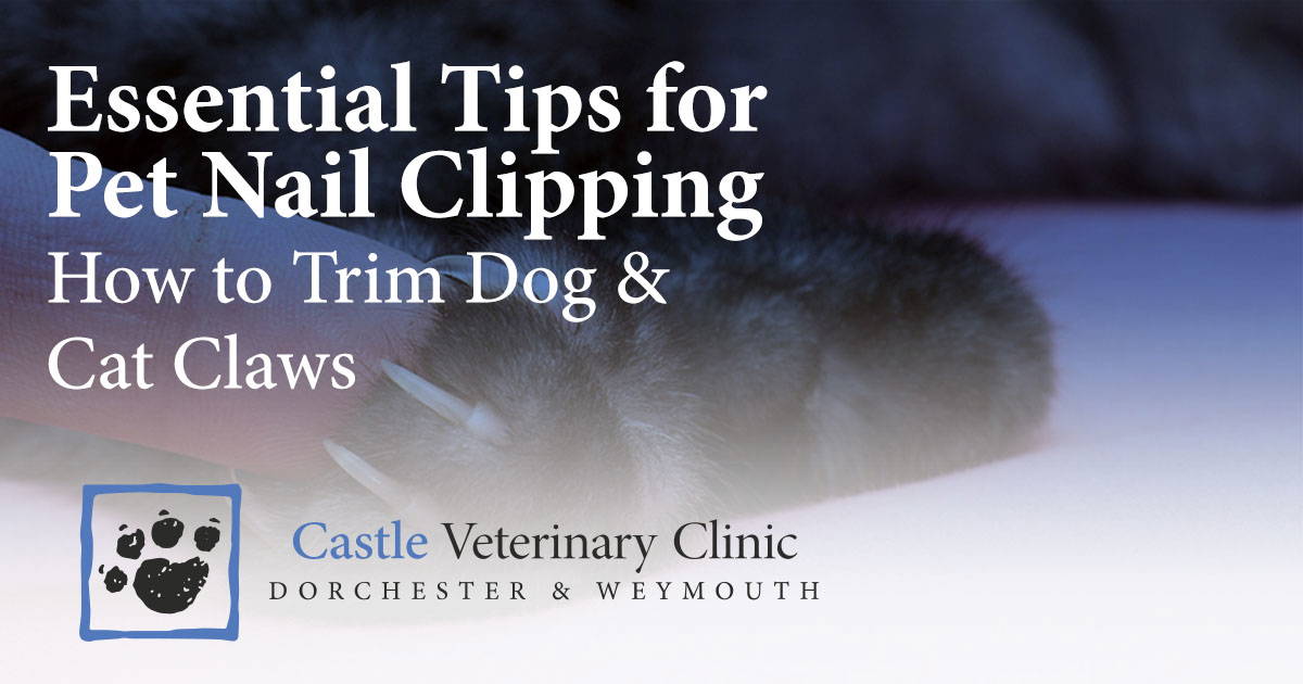 Essential Tips for Pet Nail Clipping | How to Trim Dog & Cat Claws ...