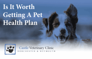 Is it worth getting a pet health plan | Castle Vets