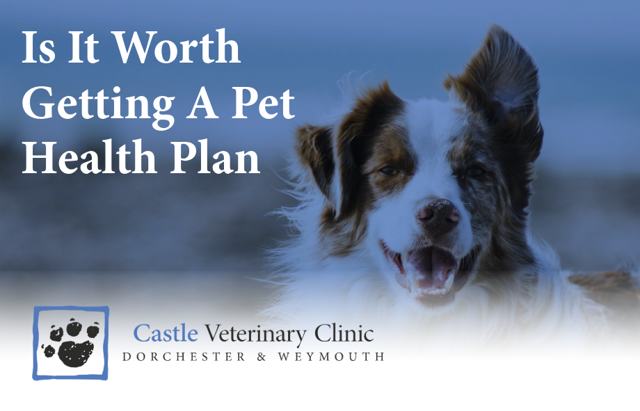 Is it worth getting a pet health plan | Castle Vets