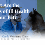 What are the signs of ill health in your pet | Castle Vets