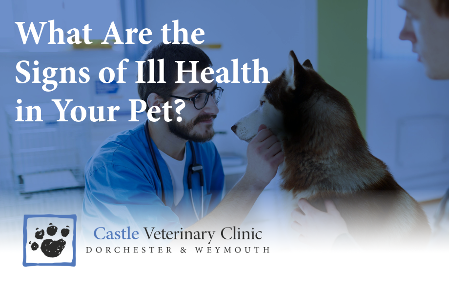 What are the signs of ill health in your pet | Castle Vets
