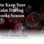 How to keep your pets calm during fireworks on Bonfire Night | Castle Vets