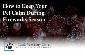 How to keep your pets calm during fireworks on Bonfire Night | Castle Vets