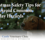 Christmas safety tips for pets | Castle Vets