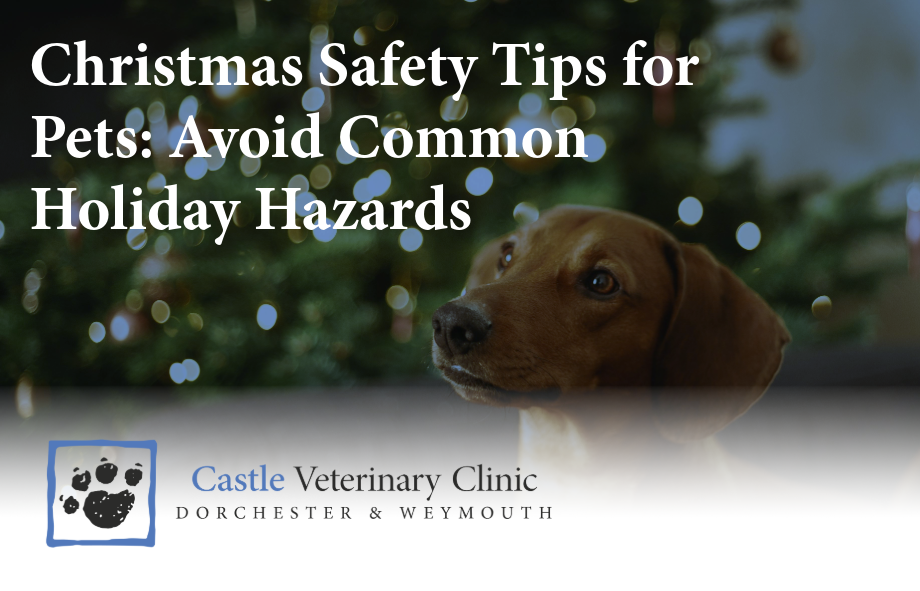Christmas safety tips for pets | Castle Vets