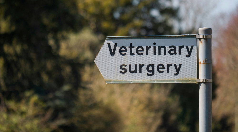 Christmas safety tips for pets | Castle Vets