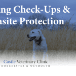 Spring check-up and parasite protection | Castle Vets