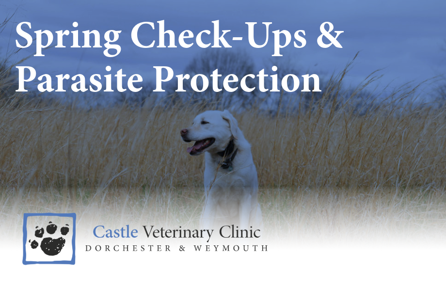 Spring check-up and parasite protection | Castle Vets
