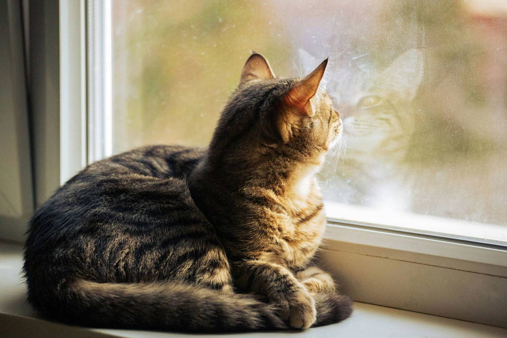 Spring check-up and parasite protection | Castle Vets