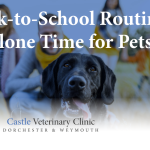 Back to school - alone time for pets | Castle Vets