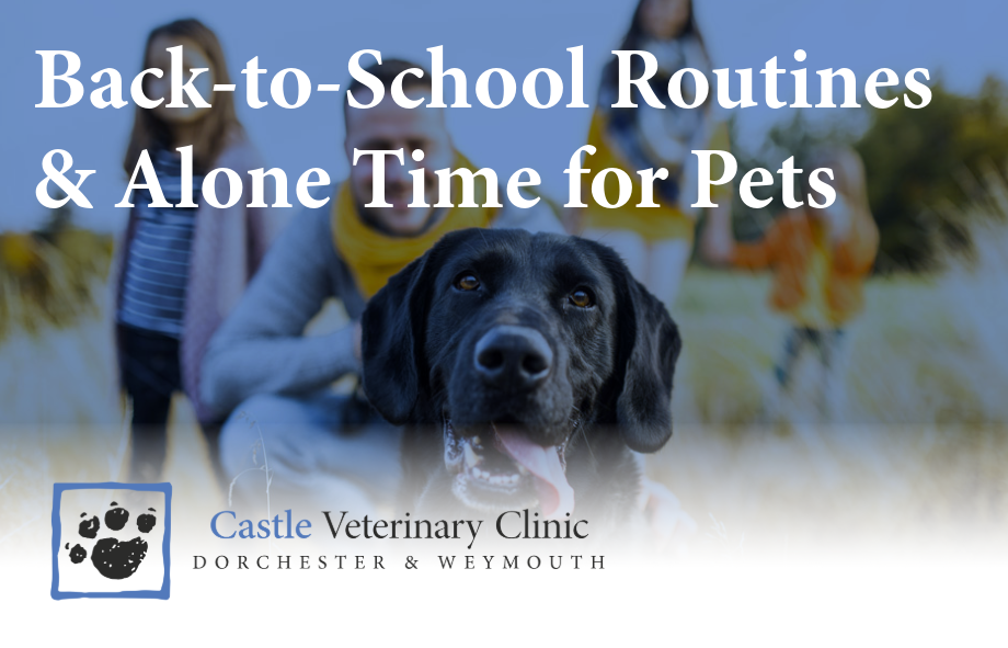 Back to school - alone time for pets | Castle Vets
