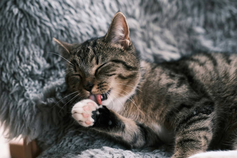 Back to school - alone time for pets | Castle Vets