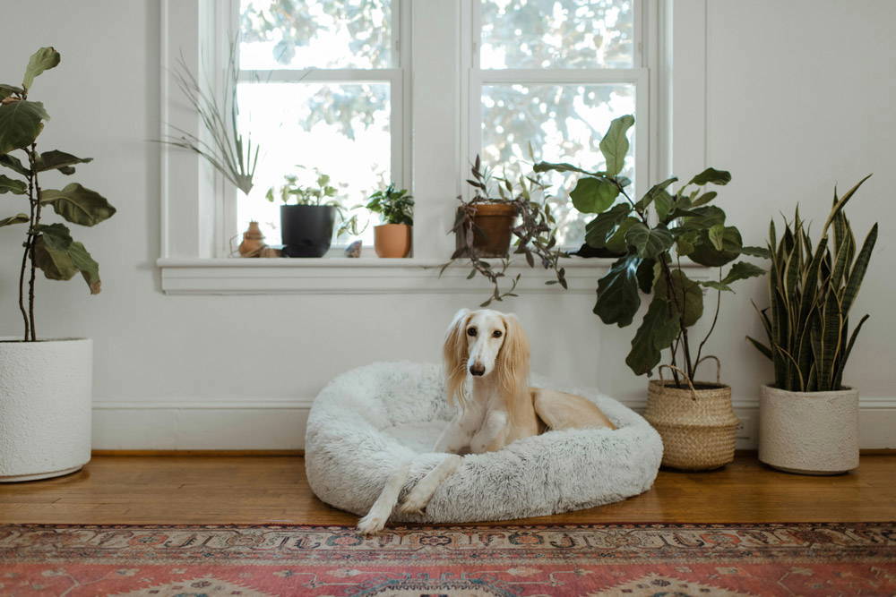 Back to school - alone time for pets | Castle Vets