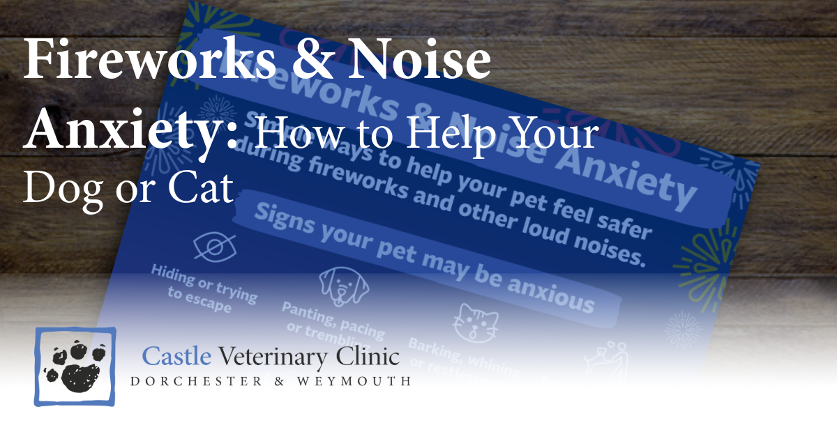 Fireworks Anxiety in Pets | How to Help Dogs & Cats | Castle Vets ...